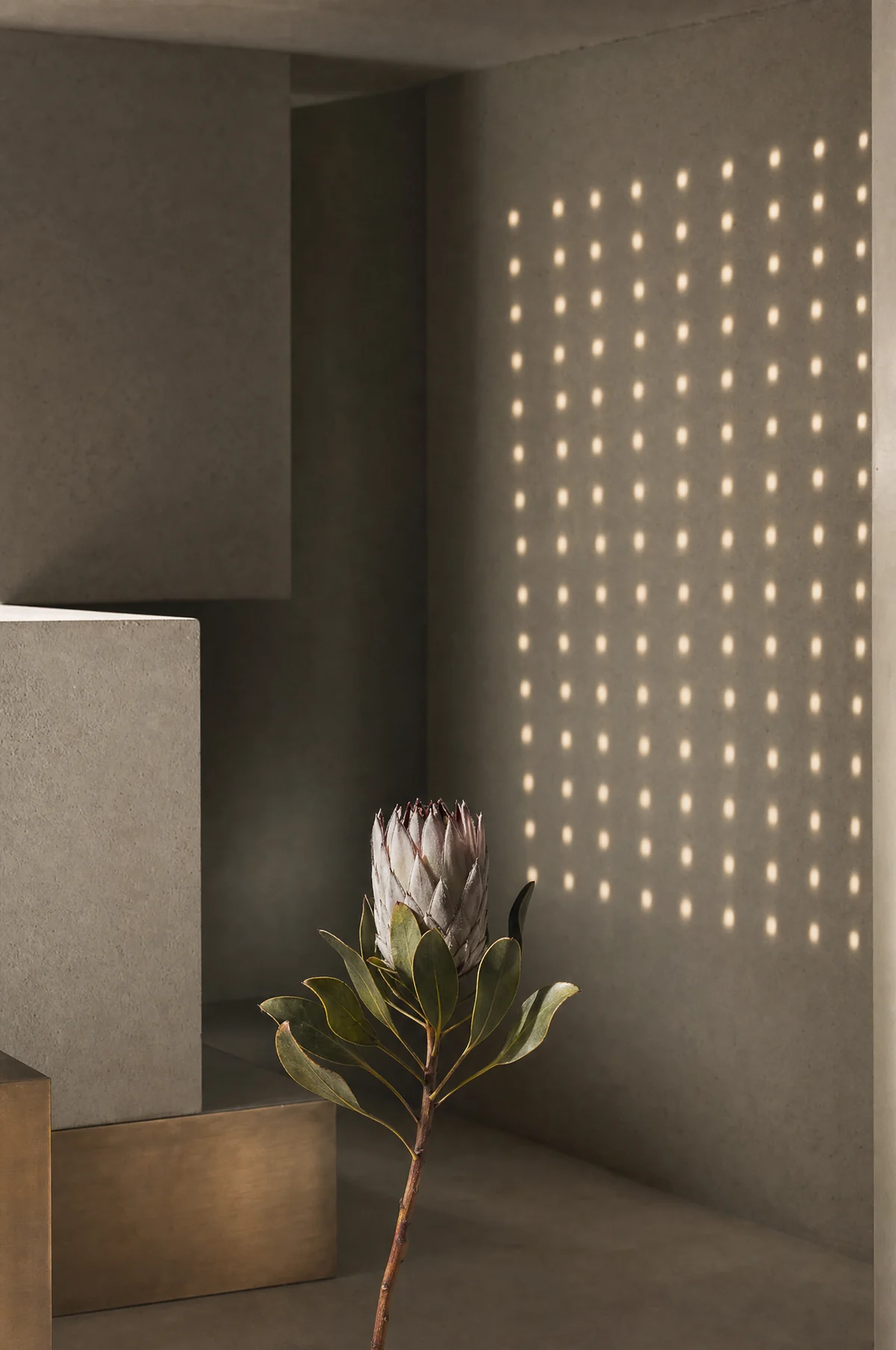A soft grid of connected points of light falling across a concrete wall, with one protea stem in the foreground